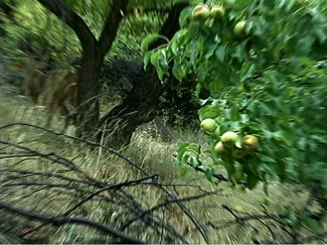 Joaquin Miller pics.227